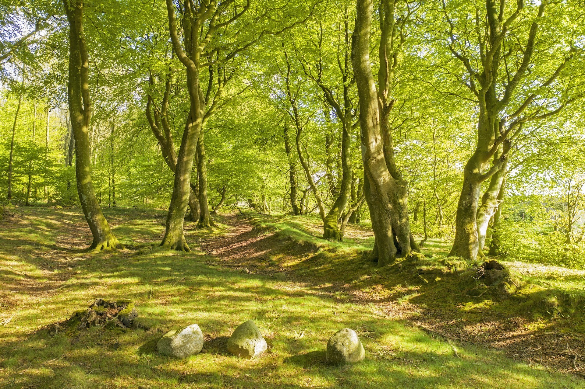 Liegl Bestattungsinstitut Mühldorf - Friedwaldbestattung